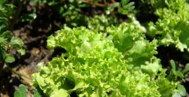 Салат латук: свойства, состав, рецепты Применение салата латука в рецептах народной медицины